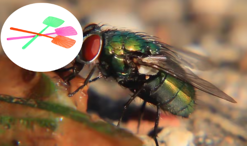 New eco-friendly pest control tool: Haierc custom portable fly swatter