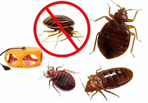 New Product Release: Haier Indoor Child-Safe Plug-In Bed Bug Trap and Multi-Function Insect Killer Lamp