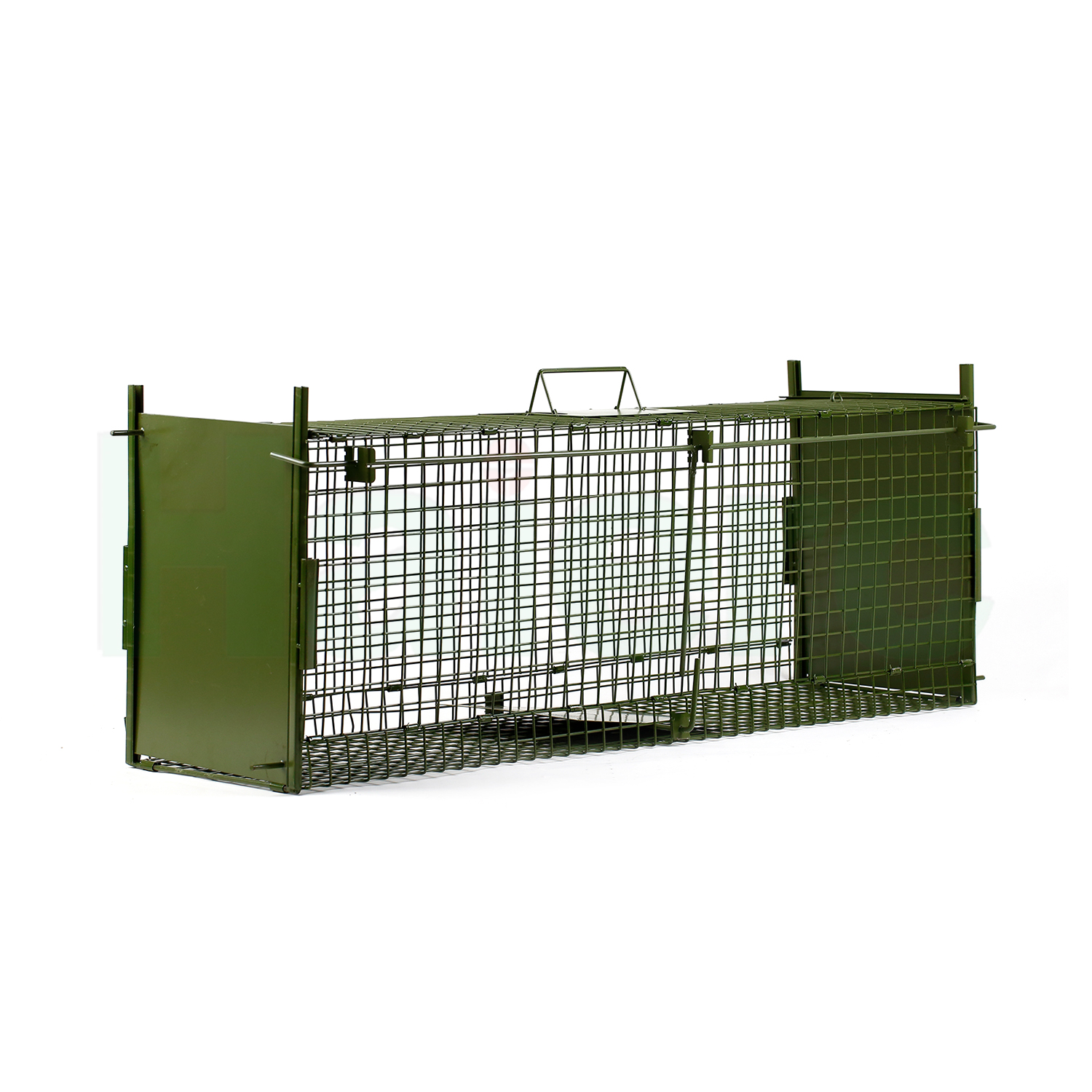 How to Trap Invasive Urban Wildlife Safely in Comm