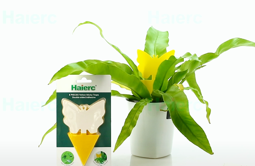 Which Hanging Sticky Insect Flying Fly Glue Trap H